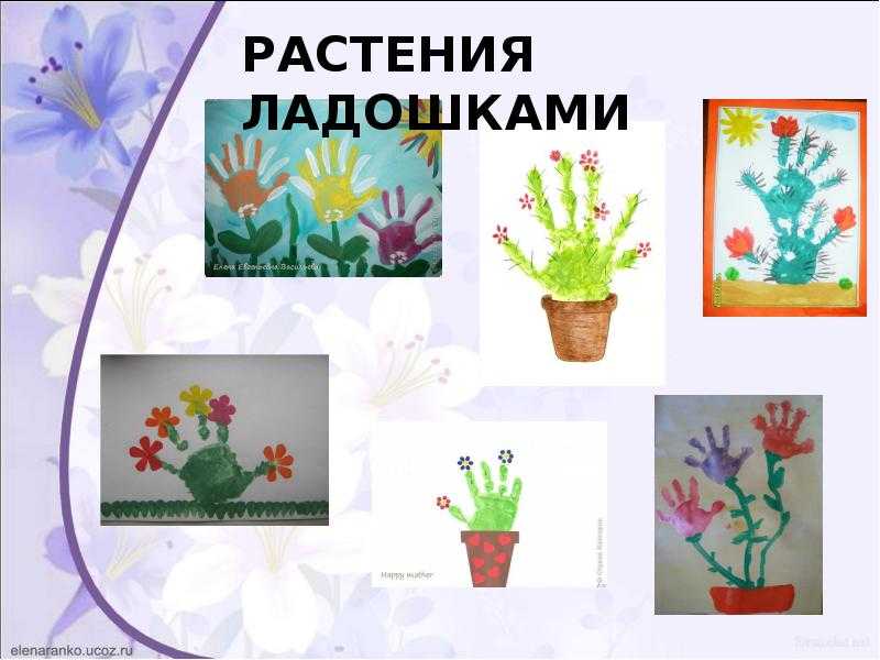 Проект «комнатные растения» (средняя группа). воспитателям детских садов, школьным учителям и педагогам - маам.ру