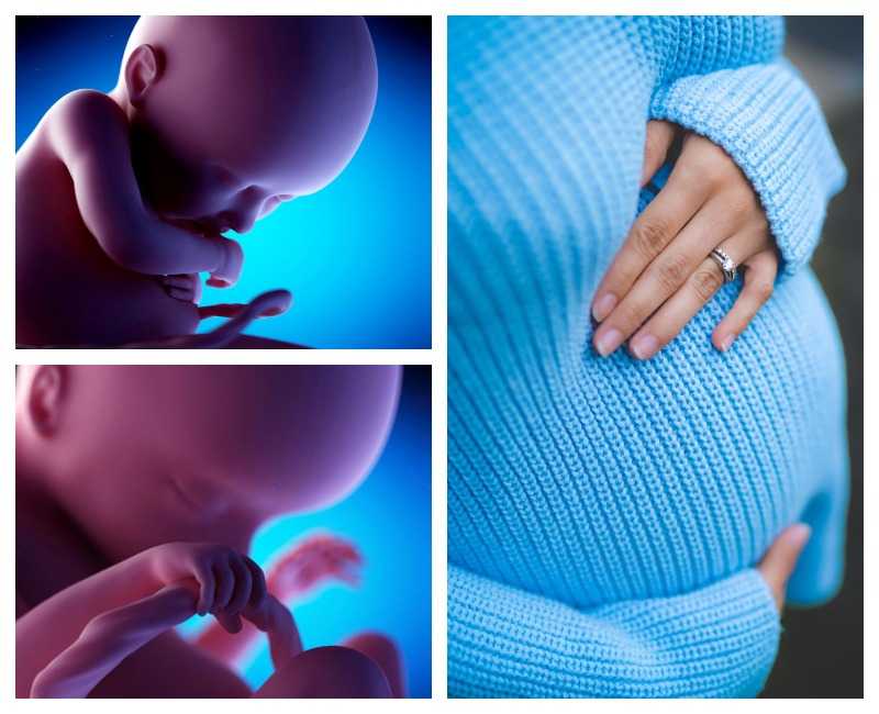 23 неделя беременности: необходимые анализы и обследования, возможные опасности, вес и размер плода, рацион мамы