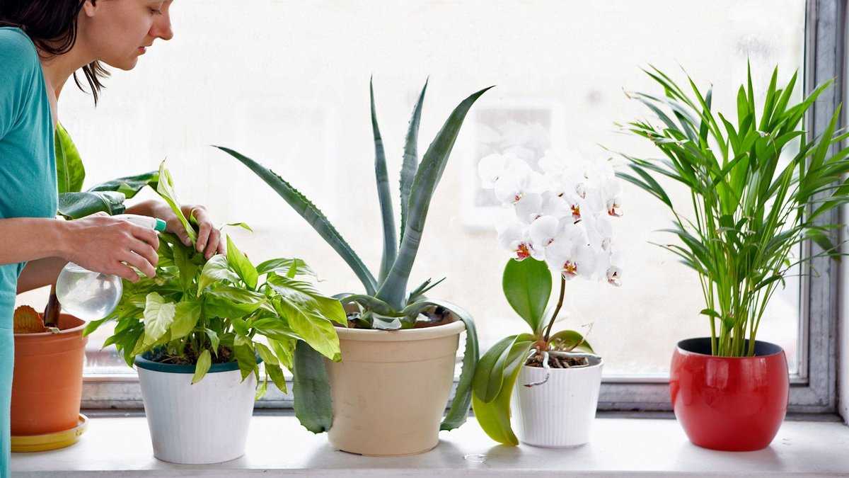 Какие цветы могут быть полезны для детской комнаты В чем состоит польза растений для микроклимата помещения, какие растения приносят вред и могут быть опасны для ребенка