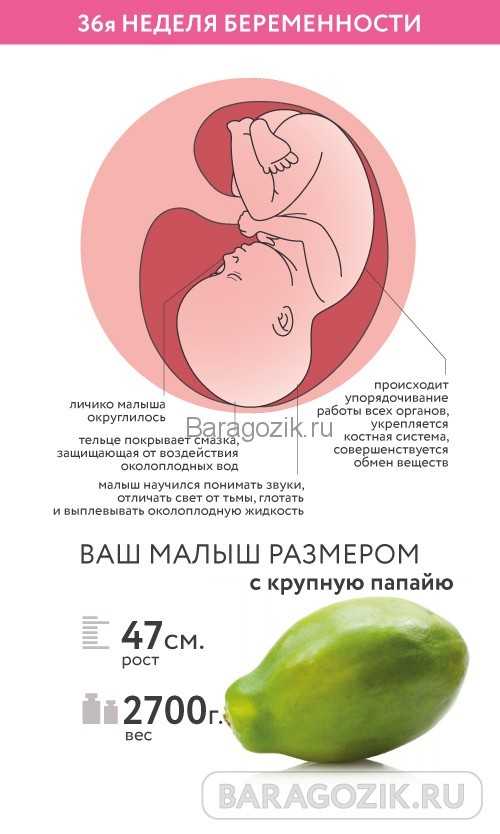 36 неделя беременности: что происходит с малышом и мамой, вес, рост и развитие ребенка, предвестники родов