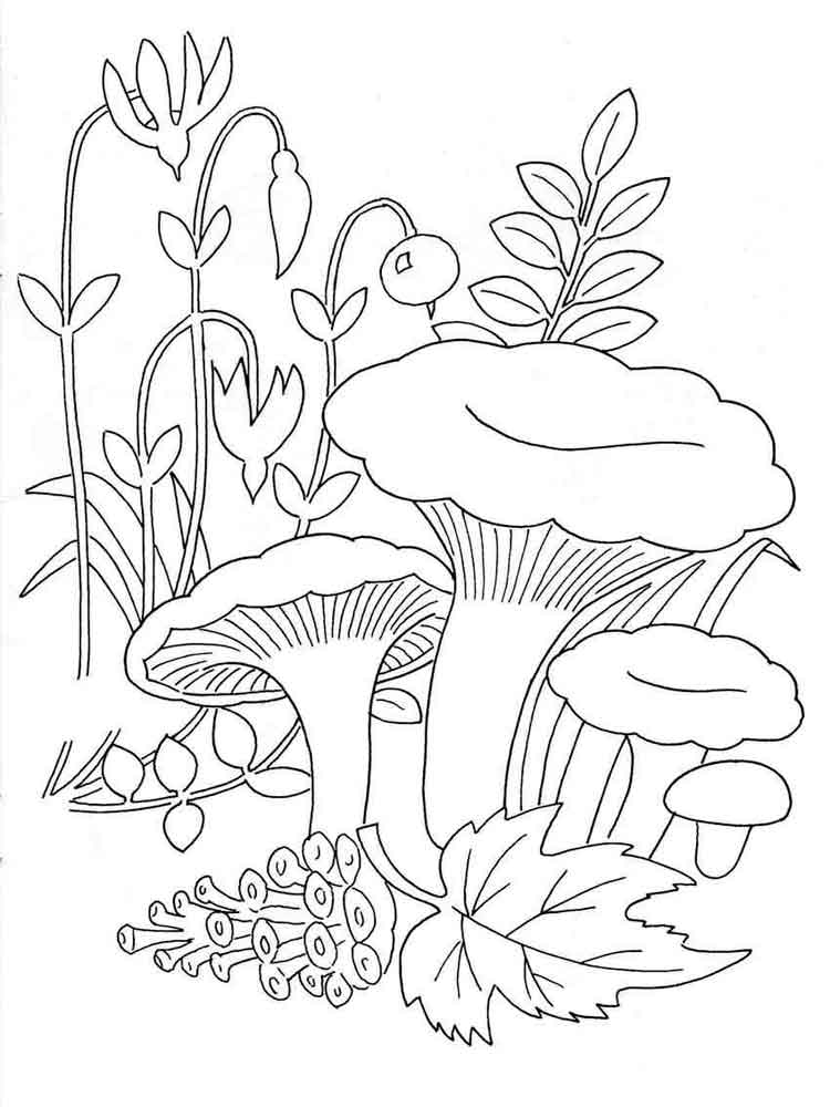 Развивающие раскраски с деревьями, грибами, ягодами, растениями, птицами - скачать бесплатно в pdf