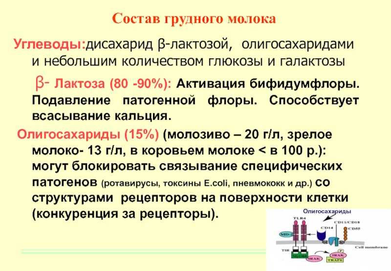 Олигосахариды грудного молока - wi-ki.ru c комментариями