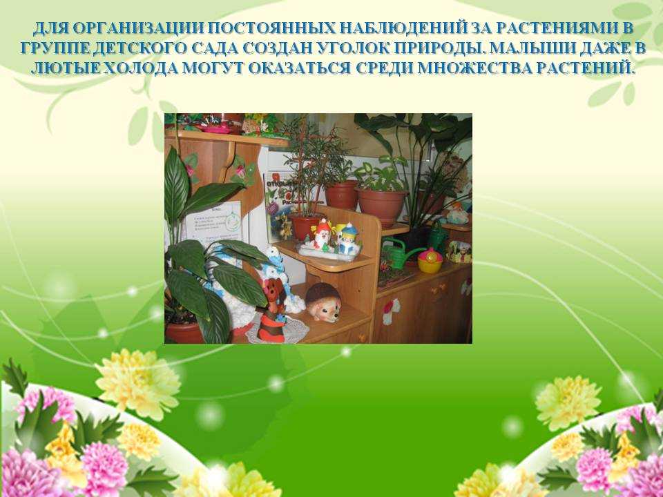 Проект «комнатные растения» (средняя группа). воспитателям детских садов, школьным учителям и педагогам - маам.ру