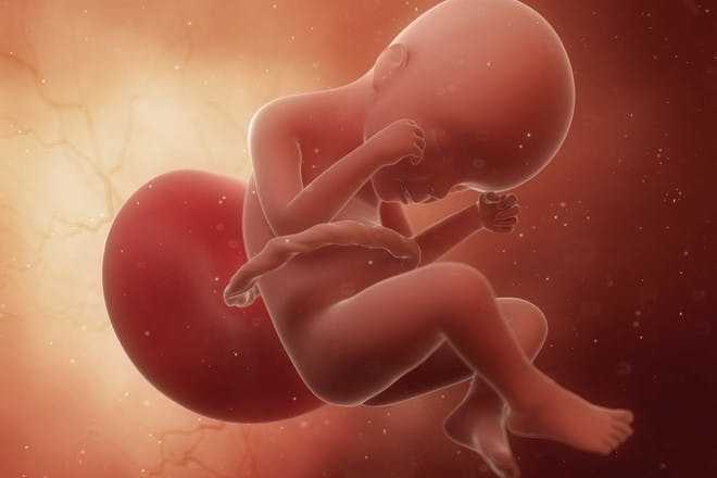 32 неделя беременности - что происходит, узи и развитие плода, вес ребенка и живот на тридцать второй неделе беременности - agulife.ru