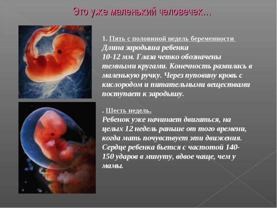 Беременность 4 недели описание и фото — евромедклиник24