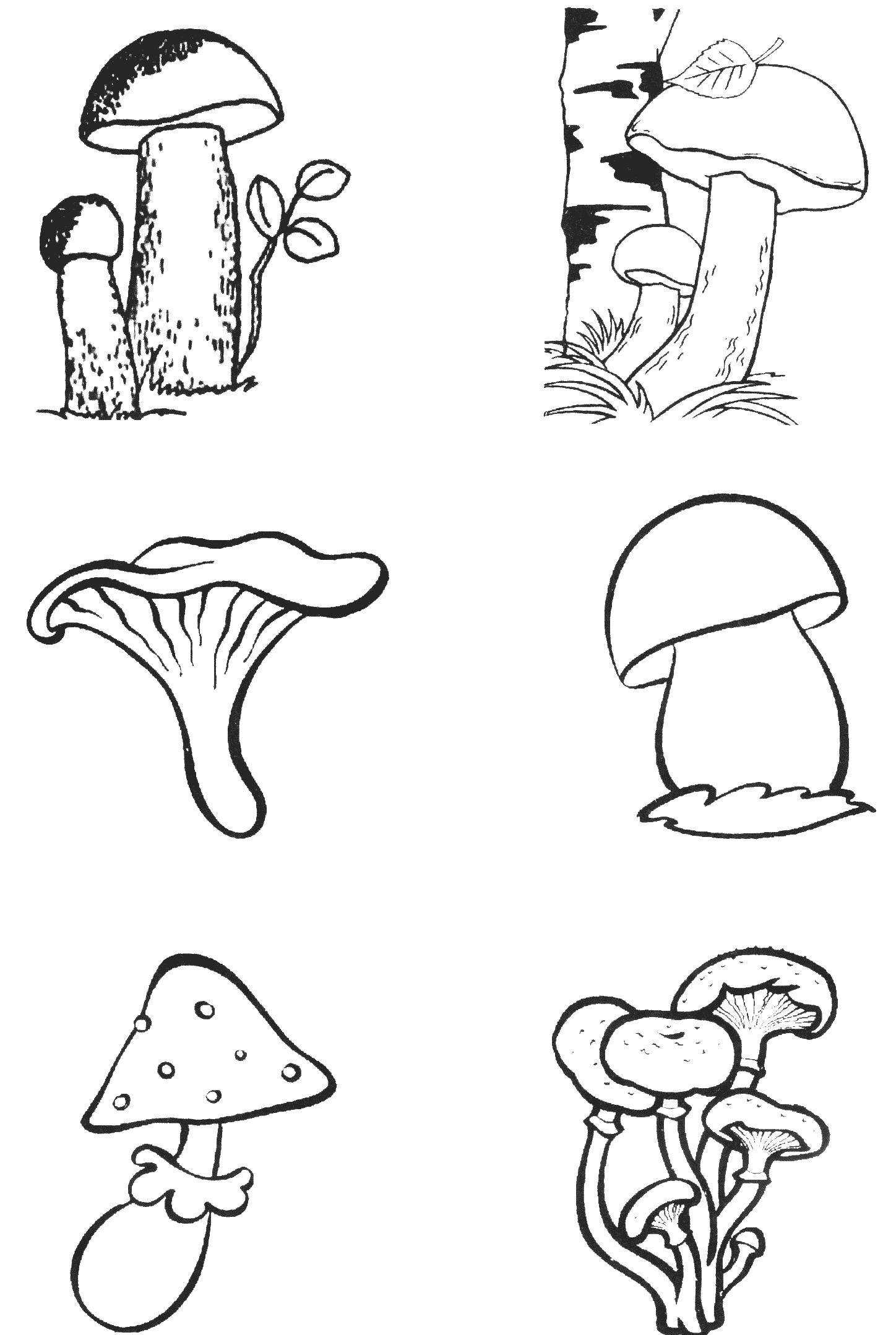 Развивающие раскраски с деревьями, грибами, ягодами, растениями, птицами – скачать бесплатно в pdf