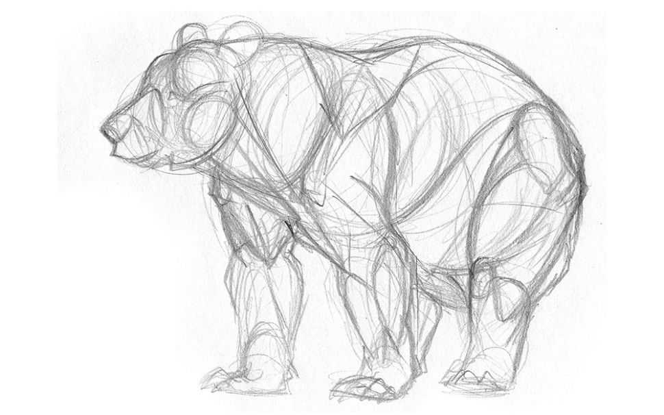 Как нарисовать зоопарк: поэтапный рисунок животных простым карандашом для детей и не только