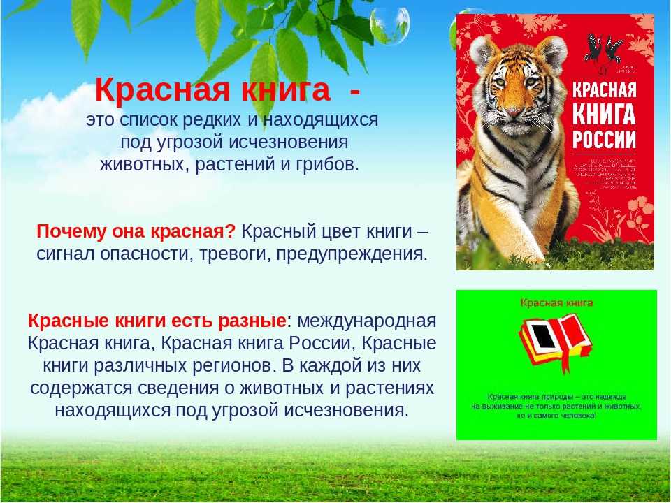 Проект по познавательному развитию «красная книга — растения россии»