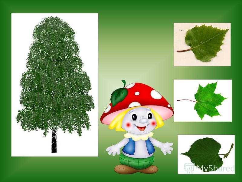 Игра какой листик с какого дерева. дидактическая игра «узнай дерево по листочку» или «найди пару. как сделать развивающую игру для детей «деревья, листья и плоды»