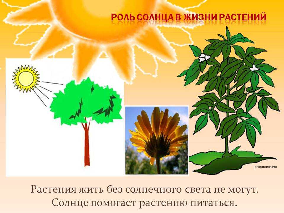 Конспект занятия по экологии на тему «значение солнца в нашей жизни»