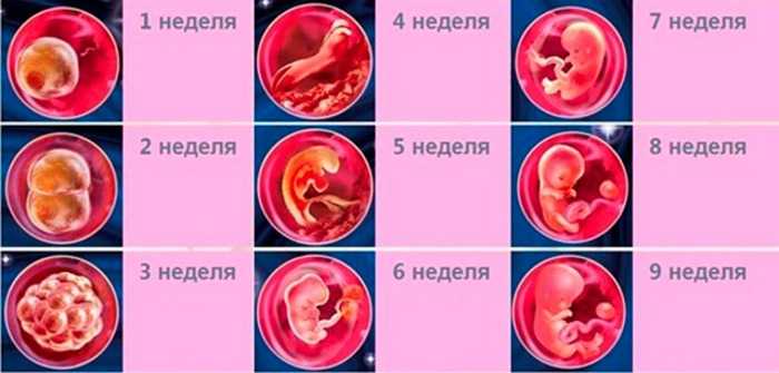 1 неделя беременности: признаки и ощущения в организме