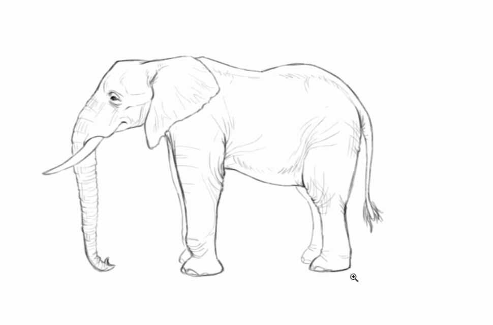 Как нарисовать домашних животных поэтапно карандашом. топ вариантов для начинающих