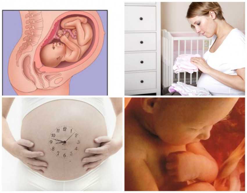 Узнайте все самое важное о 36 неделе беременности на нашем сайте что происходит в организме женщины, вес и размер ребенка, первые предвестники родов