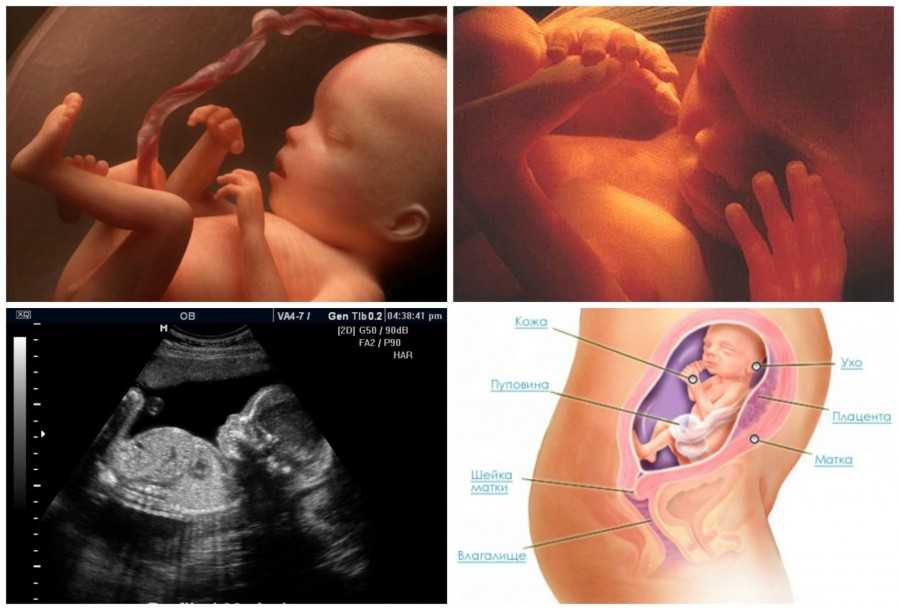 21 неделя беременности – что происходит, узи и развитие плода, живот на двадцать первой неделе беременности - agulife.ru