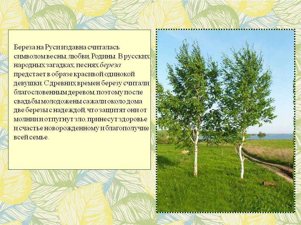 Экологический исследовательский проект «люблю берёзку русскую»