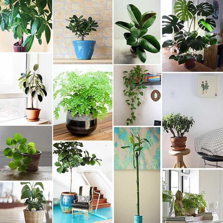 Какие комнатные растения обязательно должны быть в доме?