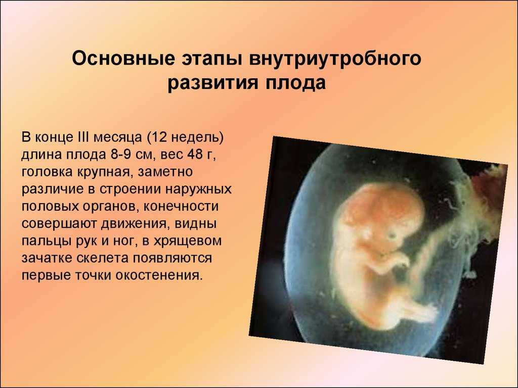 Седьмой месяц беременности (25 фото): как выглядит ребенок, развитие плода и ощущения беременной, размер живота и половая жизнь