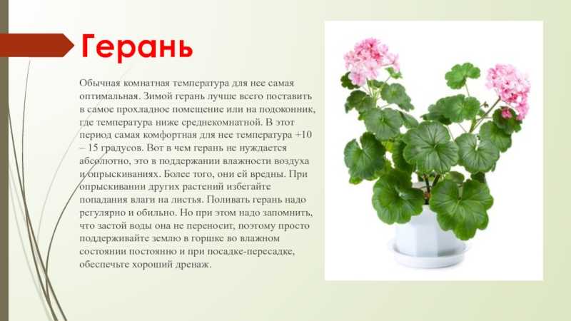 Презентация, доклад на тему герань - комнатное растение - скачать