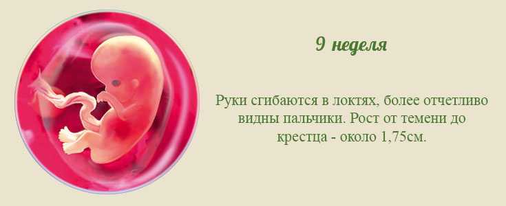 9 неделя беременности - вес и размер плода, фото, живот и шевеления | doctorfm.ru