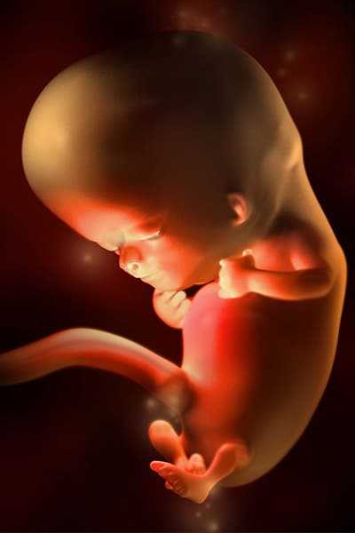 Срок 10 недель беременности: развитие плода, что происходит с мамой и малышом, боли, выделения, ощущения | новости