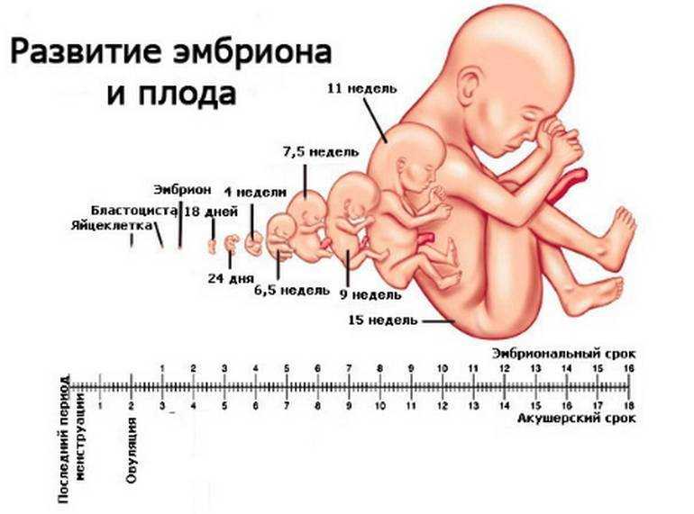 Когда начинает шевелиться ребенок при беременности | во сколько недель начинает шевелиться плод в животе беременной