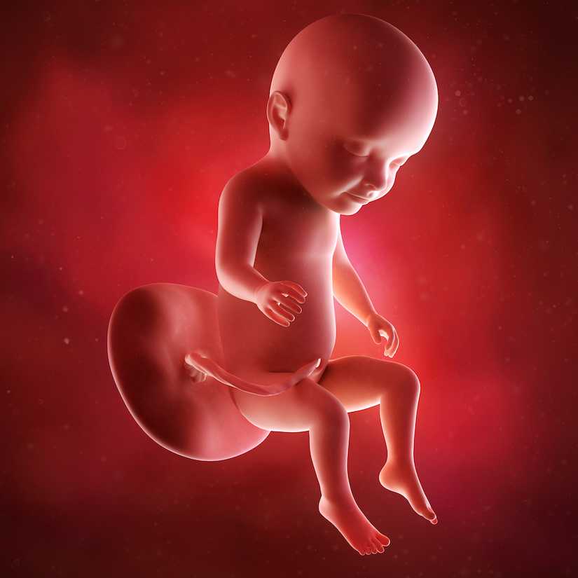 31 неделя беременности развитие и фото — евромедклиник24