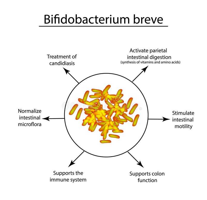 В статье расскажем, чем бифидобактерии выделяются среди других микроорганизмов, зачем они нужны для детей и почему ведущие педиатры уделяют им столь пристальное внимание