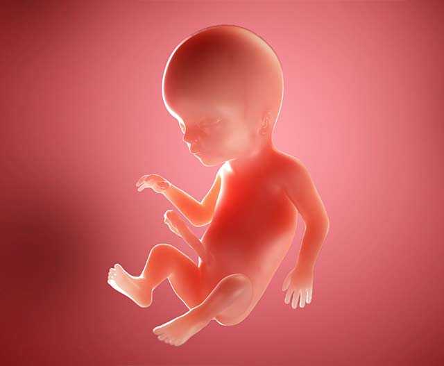 18 неделя беременности - ощущения и фото — евромедклиник24