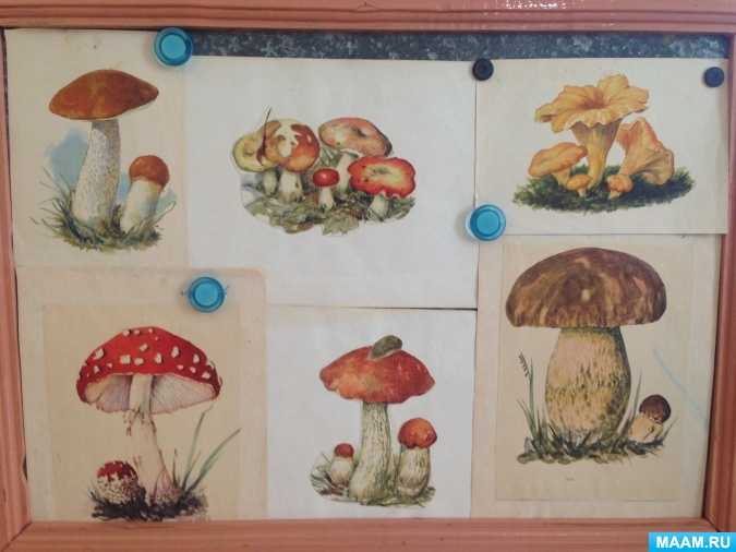 Занятие по рисованию в подготовительной к школе группе «грибы и ягоды растут в лесу»