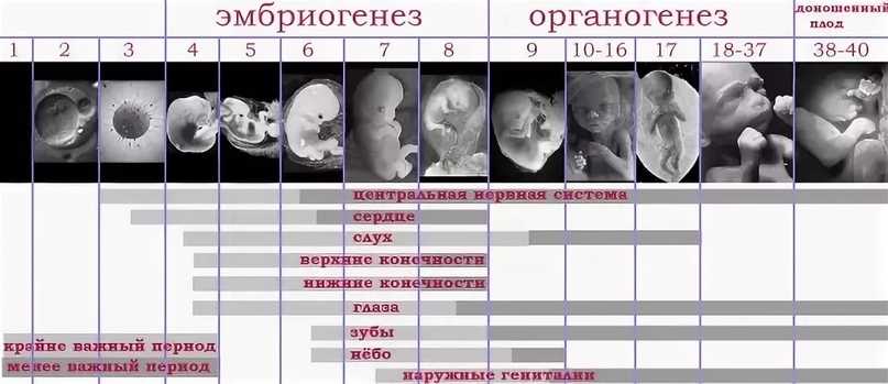 Развитие ребенка по месяцам в утробе - поликлиника №1 ран