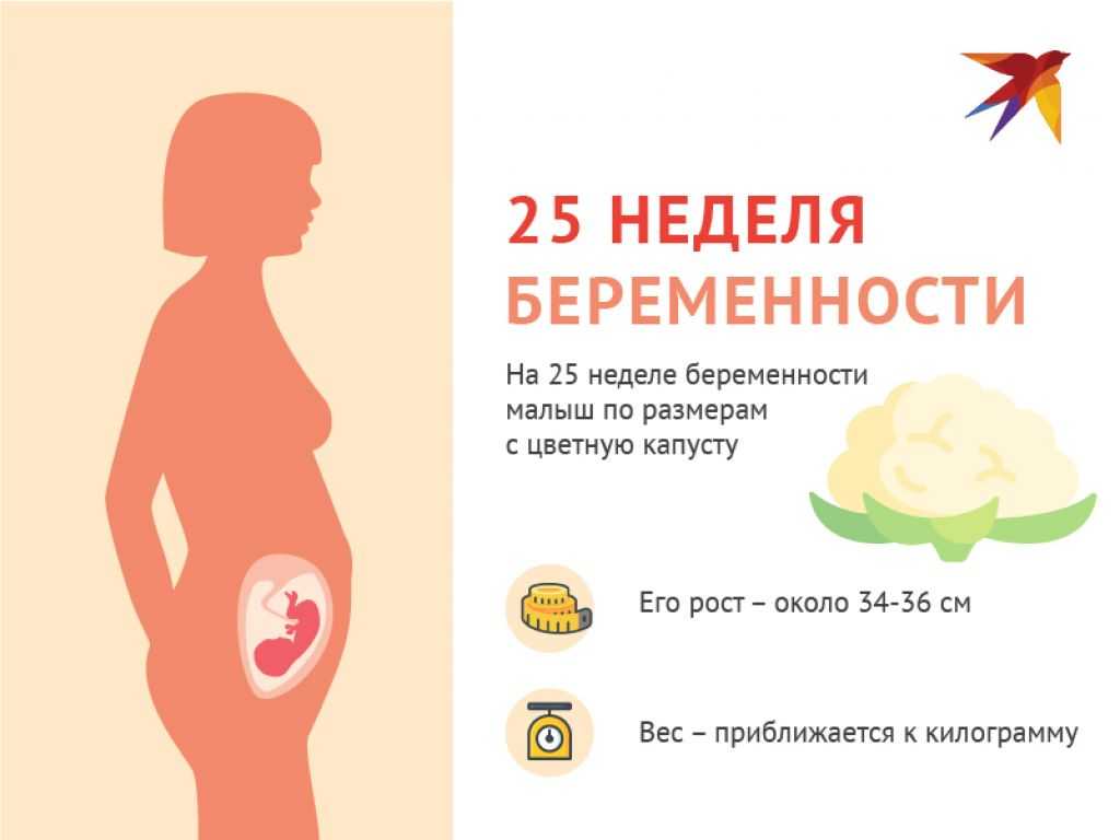 Узнайте все самое важное о 25 неделе беременности на нашем сайте что происходит в организме женщины, ощущения, развитие и положение плода