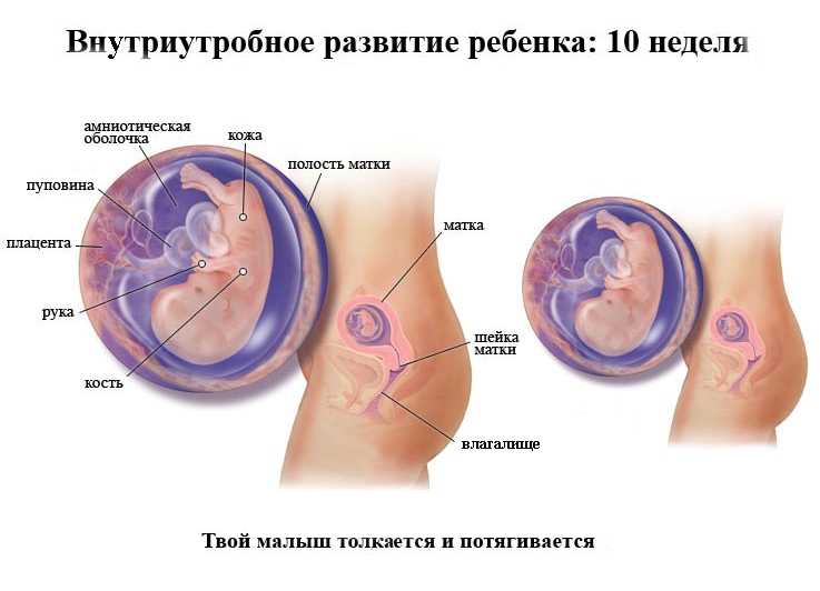 Брадикардия плода при беременности: причины, диагностика, лечение, насколько опасна