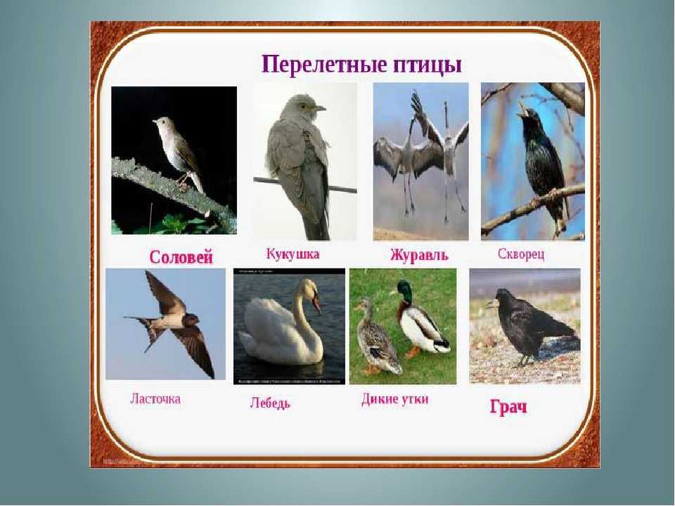 Конспект занятия в старшей группе по экологии «перелетные птицы»
