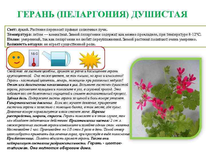 Семейный экологический проект:«герань — цветок лекарь!»