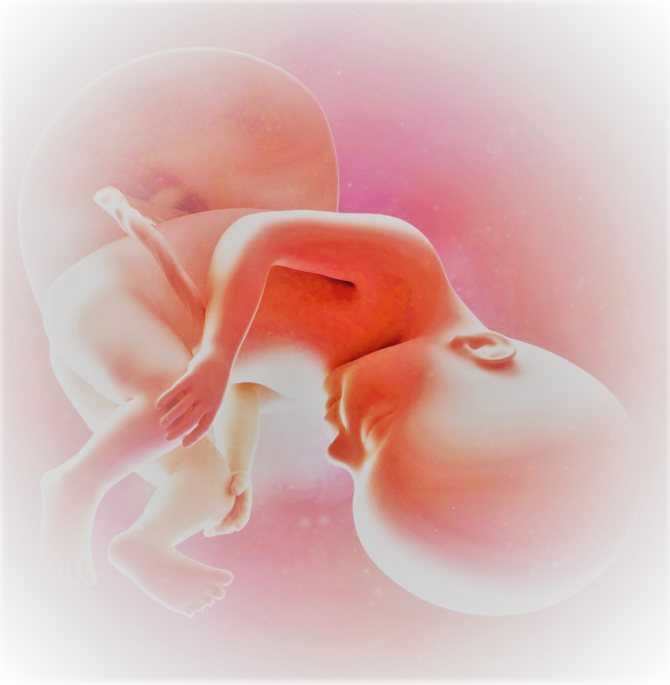 21 неделя беременности: ощущения, признаки, развитие плода