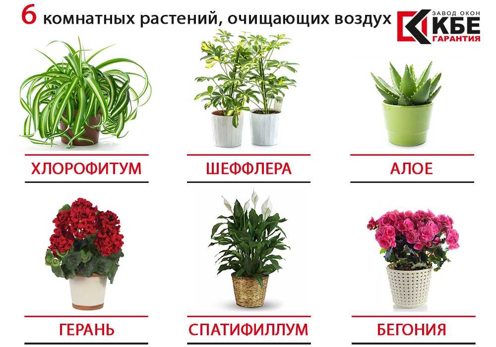 Для чего нужны комнатные растения в детской комнате