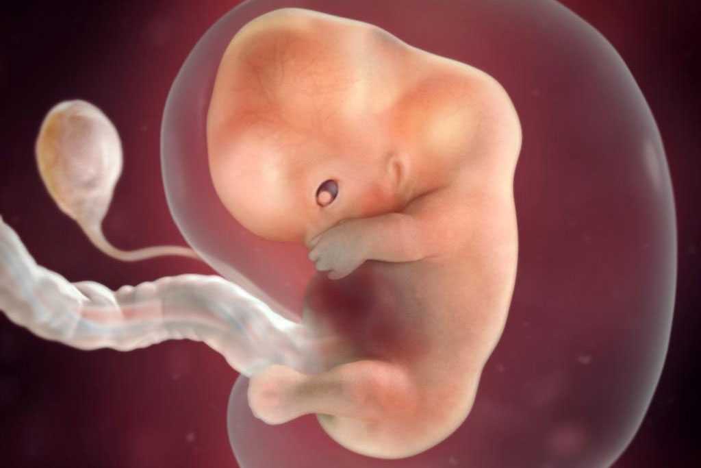 Как протекает беременность двойней | пологовий будинок «лелека»