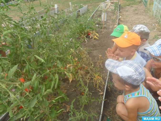Проект "во саду ли в огороде" - публикации - мой успех - конкурсы для детей, педагогов, воспитателей и родителей.