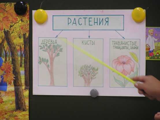 Конспект нод по окружающему миру в подготовительной группе «хвойные деревья». воспитателям детских садов, школьным учителям и педагогам - маам.ру