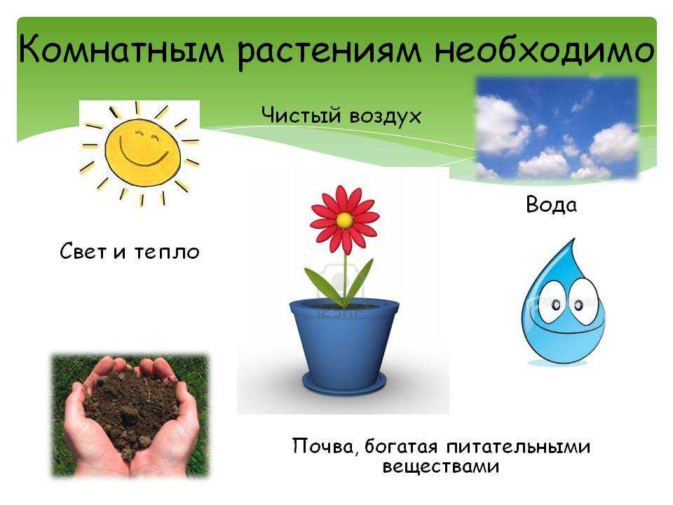 Конспект занятия по экологии на тему «значение солнца в нашей жизни»