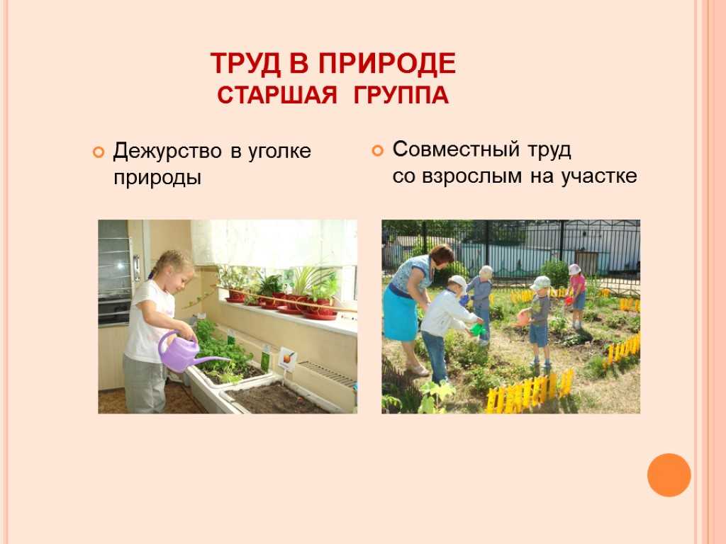 Конспект трудовой деятельности (труд в природе) в старшей группе «уход за комнатными растениями»