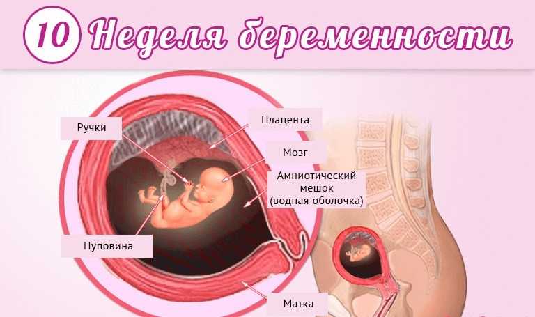 Узи при беременности: что такое скрининг?