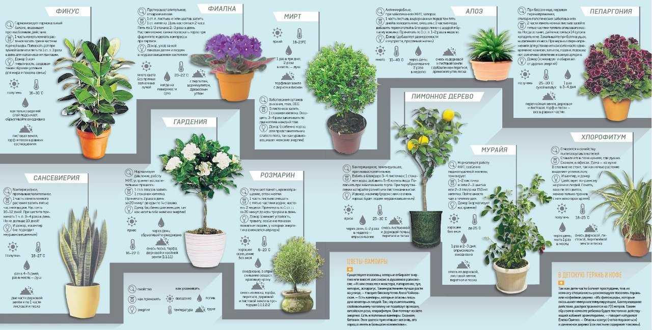 Выбор растений для детской комнаты