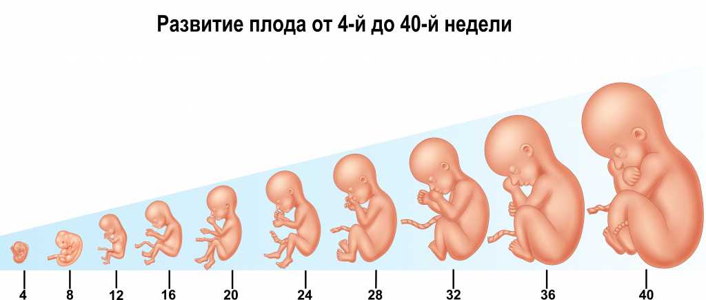 Вес ребенка по данным узи * клиника диана в санкт-петербурге