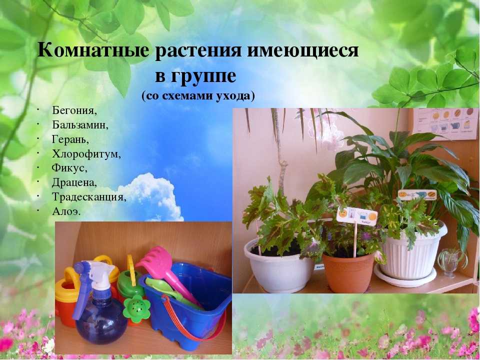 Конспект занятия по экологии в средней группе «мир комнатных растений».