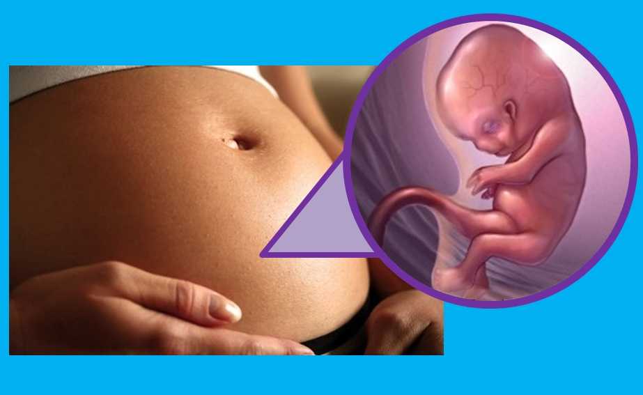 Радости и тревоги 9 недели беременности: как выглядит плод | аборт в спб