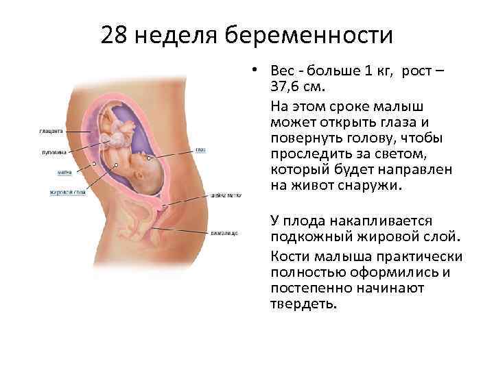 Шевеления плода на 25 неделе беременности норма