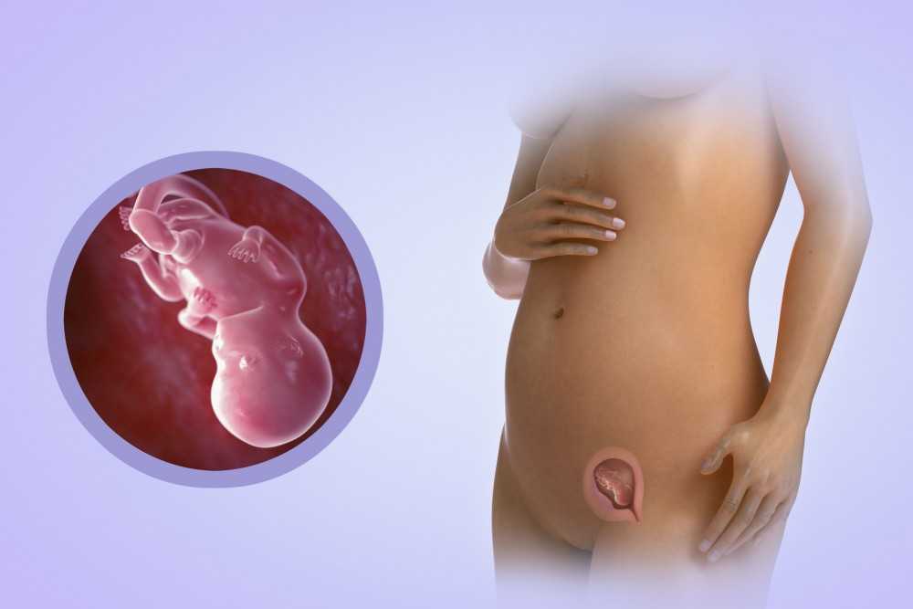 21 неделя беременности развитие и фото — евромедклиник24