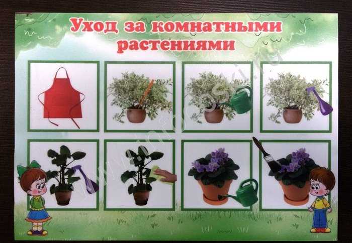Конспект занятия в средней группе «полив комнатных растений»