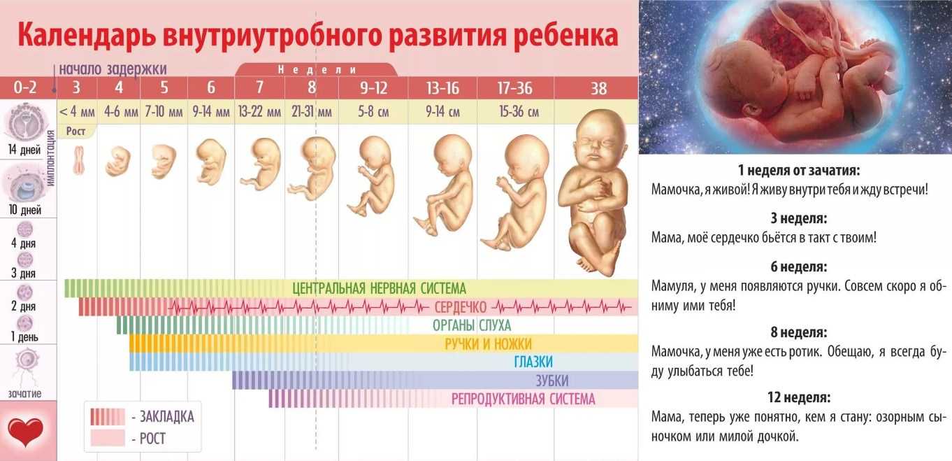 Календарь беременности: рассчитать онлайн для беременных. особенности расчета и интерактивный акушерский календарь 2021. расчет по триместрам, месяцам, неделям и дням